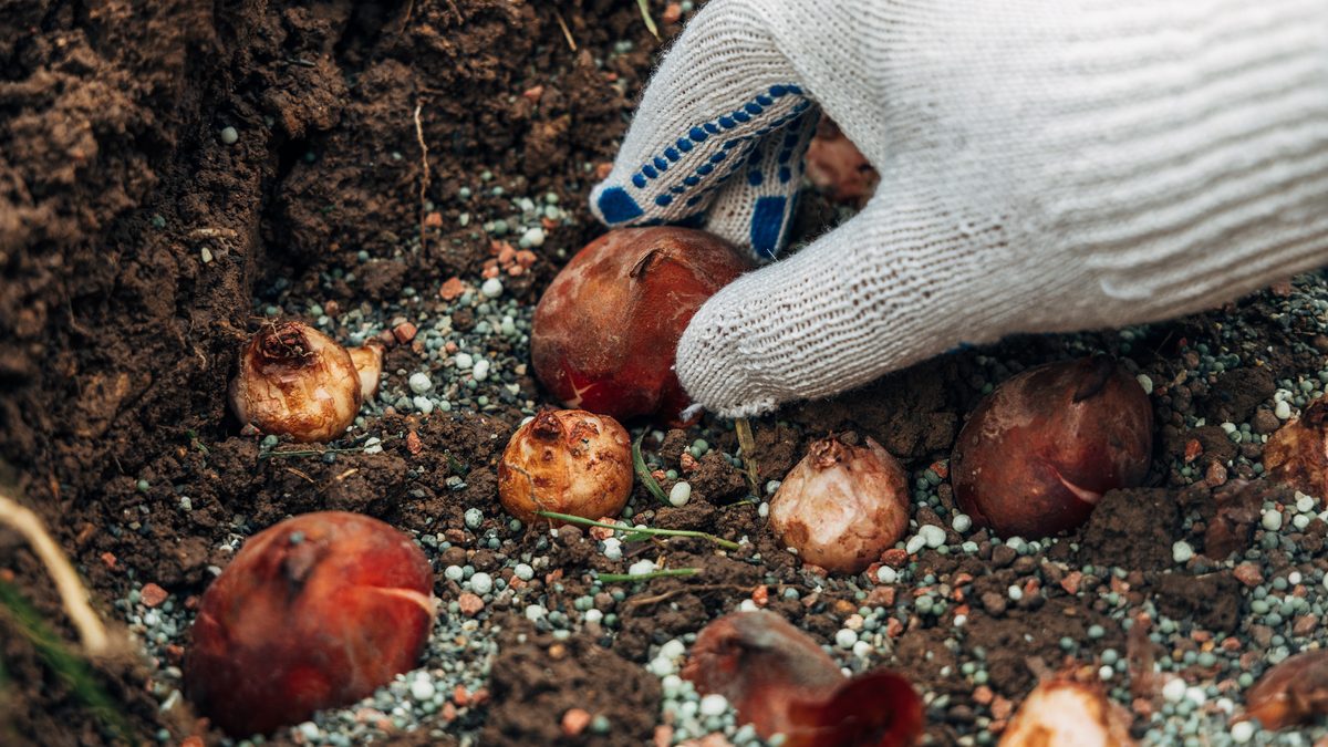 Ilustrační stock: ruce v rukavicích sázejí cibule tulipánů do půdy pomocí sázecího kolíku, vedle ležící ochranný košík, bez loga
