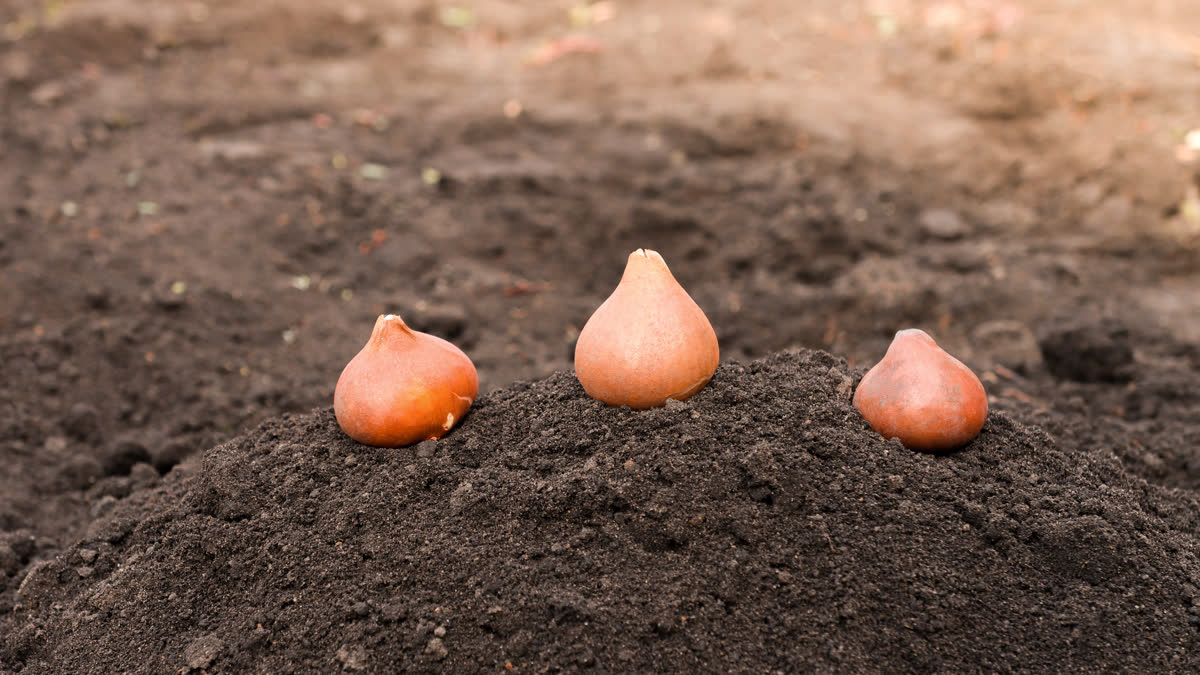 Ilustrační stock: cibule tulipánů a podzimní výsadba civilně, bez loga školky.